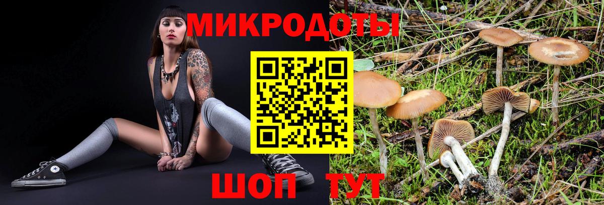 Галлюциногенные грибы Psilocybe Каменка